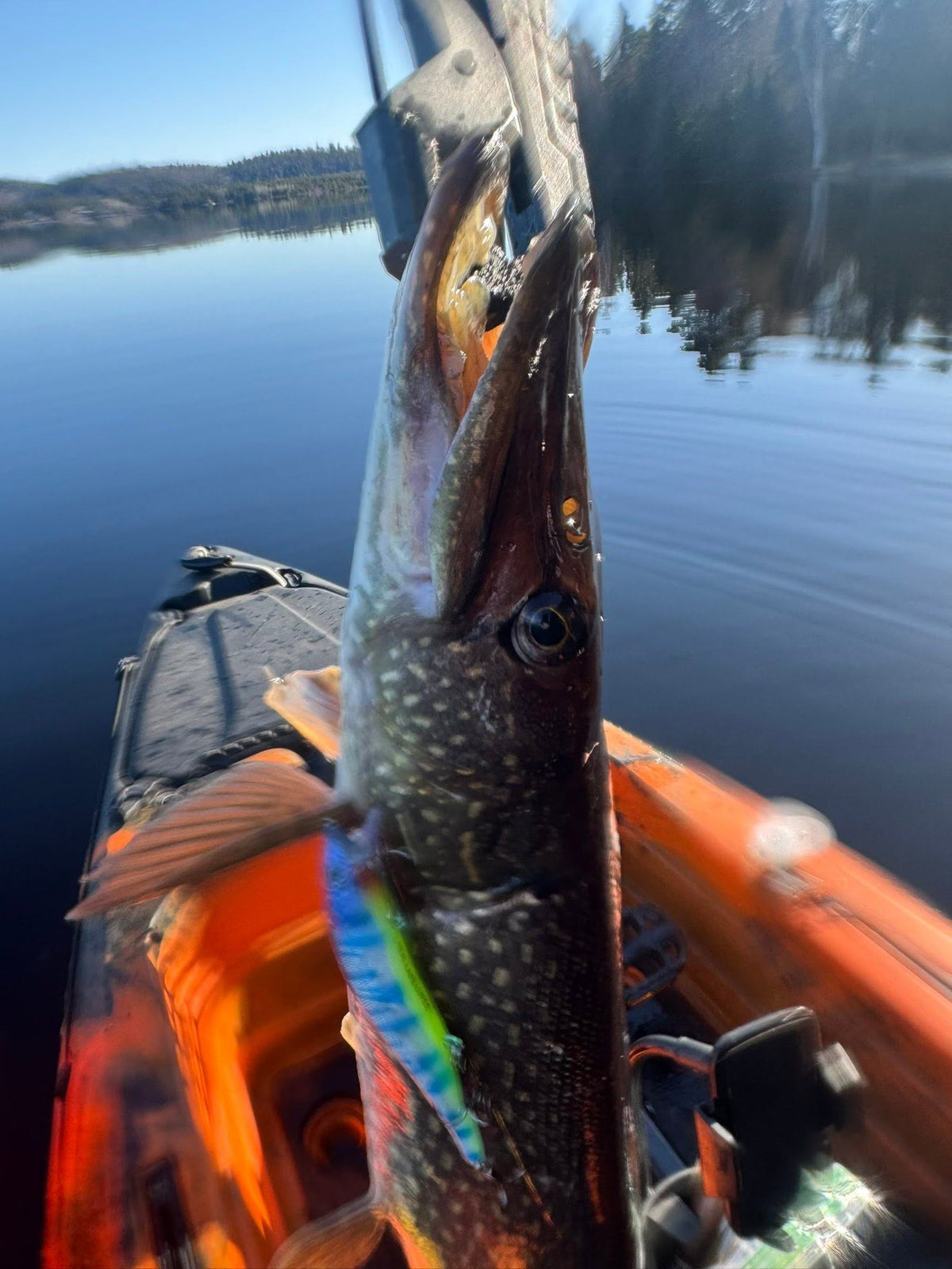 Dead River Blues Jerkbait