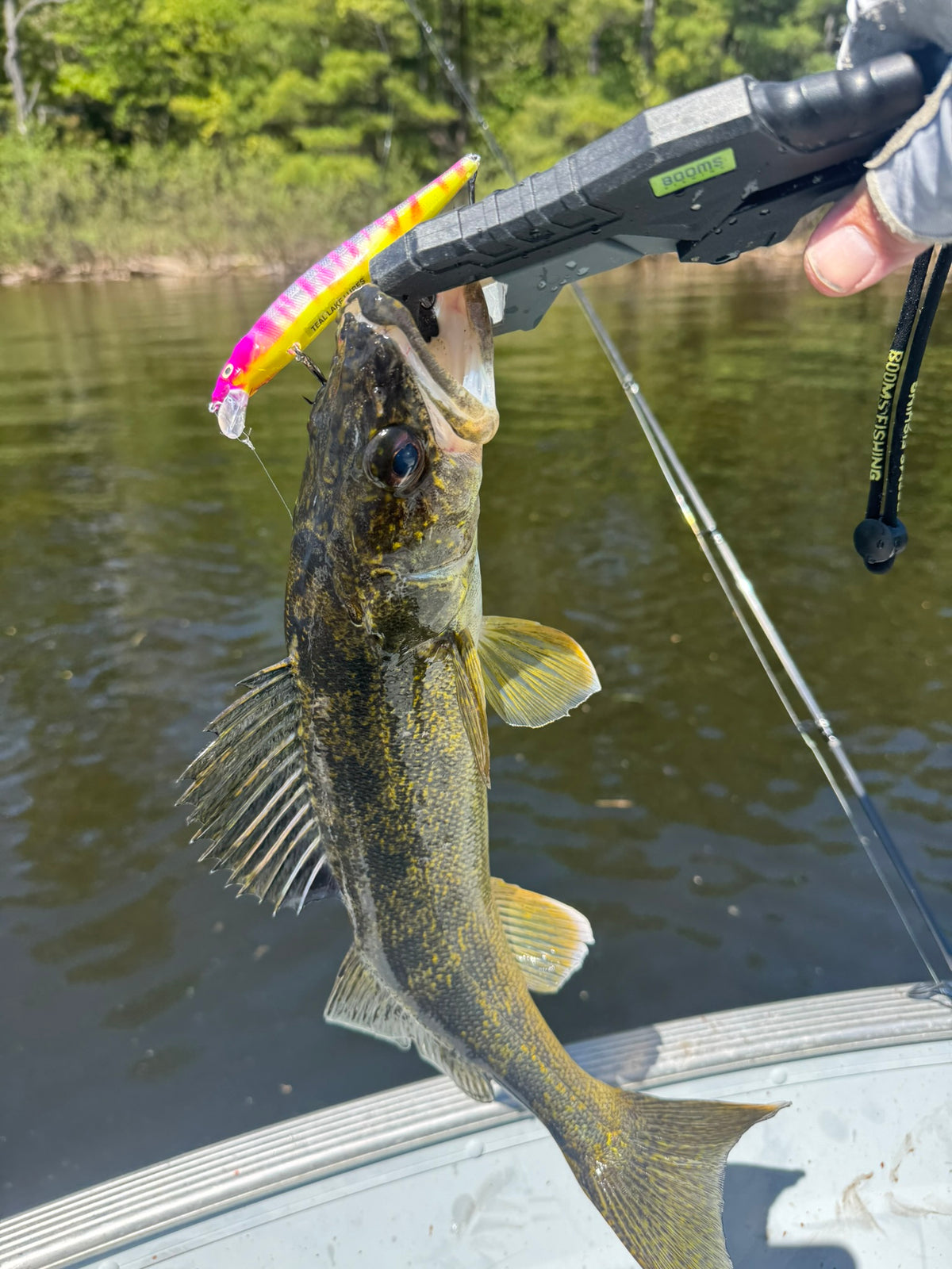 Pink Zebra Jerkbait