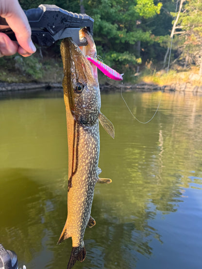 Pink Zebra Jerkbait