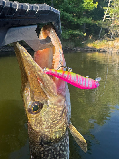 Pink Zebra Jerkbait