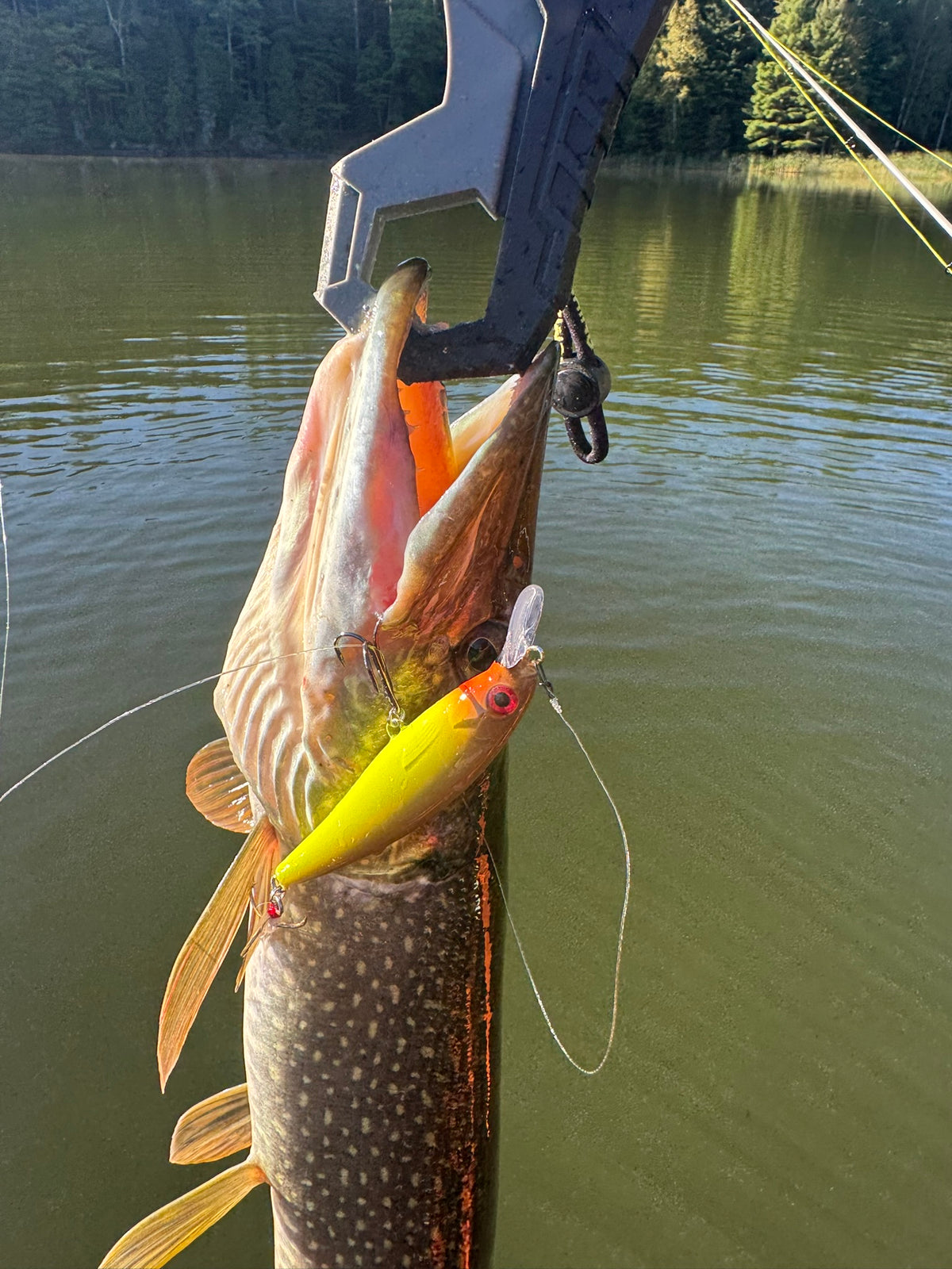 Hunting Season Minnow Jerkbait